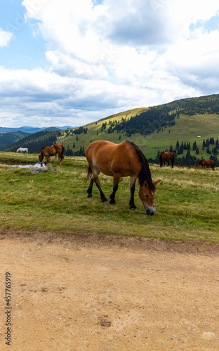 Close-up photo of a brown horse with a mane on its forehead surrounded by other horses grazing quietly in a mountain landscape; Romania, Maramures