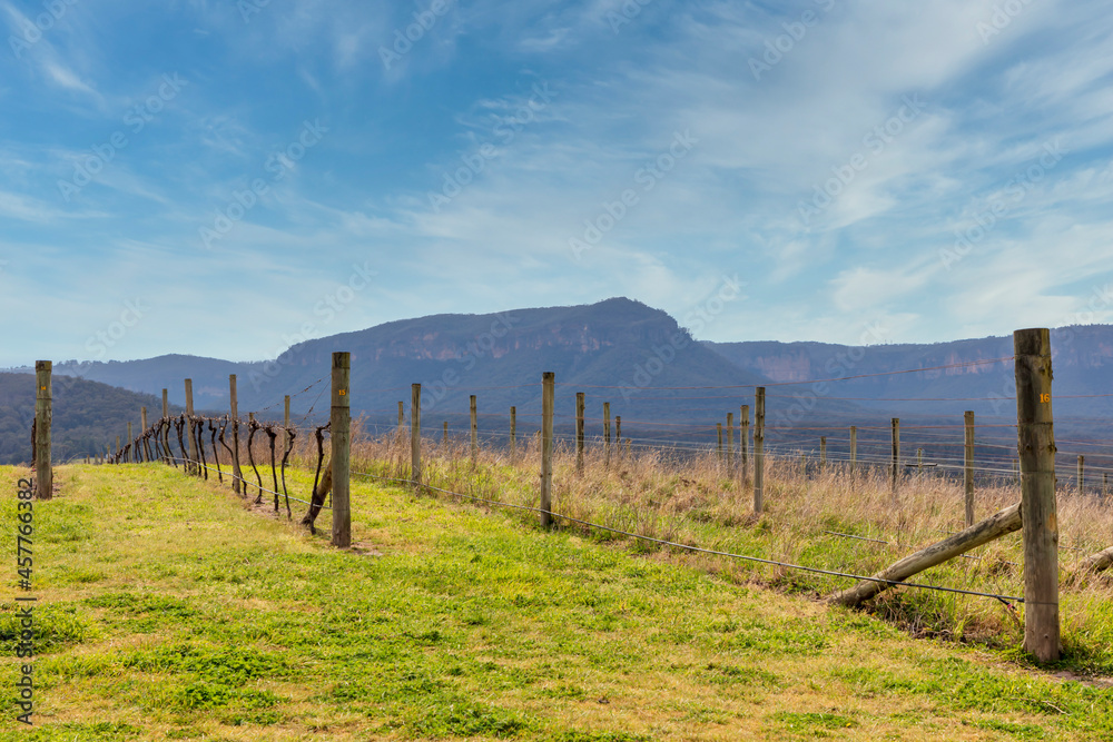 Photograph of grape vines in the Megalong Valley in The Blue Mountains