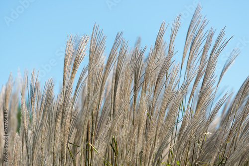 ornamental grass plume heads and blue sky