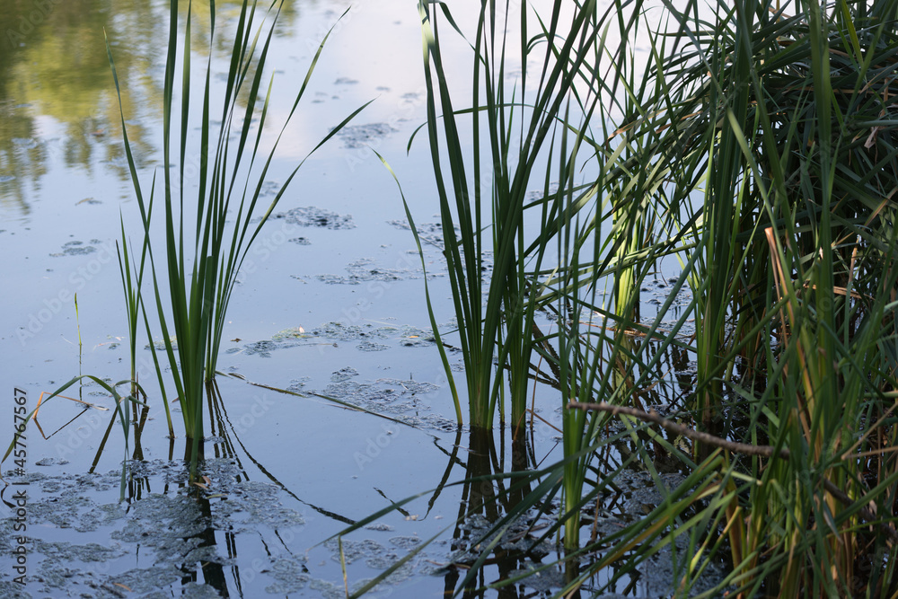 reflection of nature reflection of nature