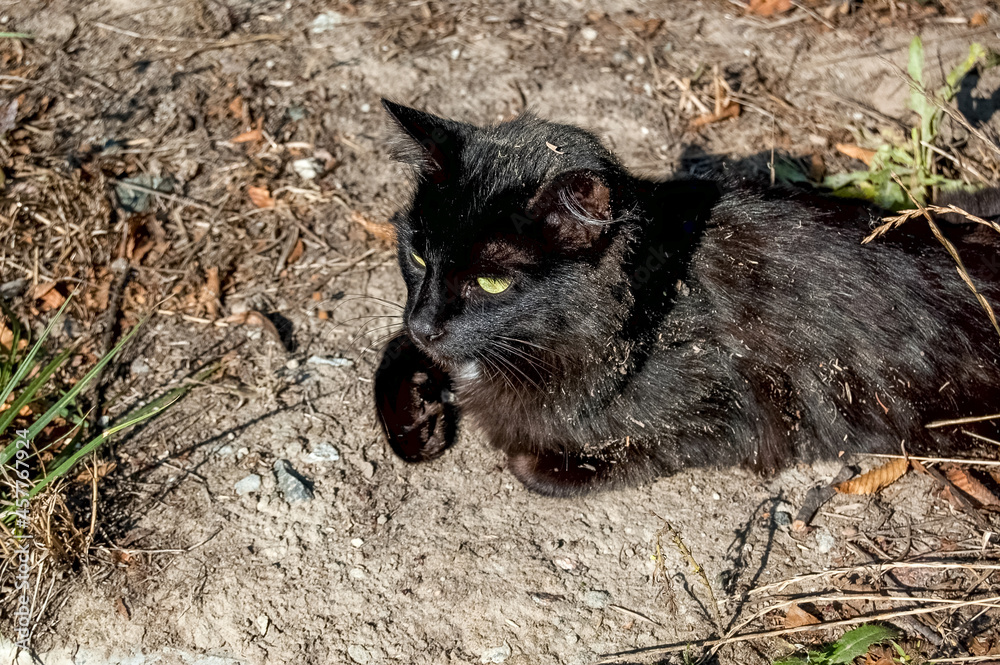 black cat on the ground black cat on the ground