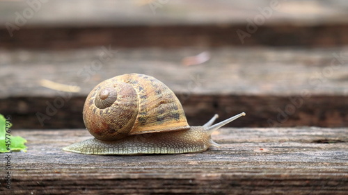 chiocciola, snail © ReMa
