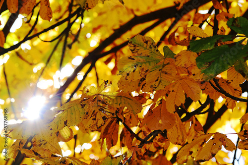 Gelbverfärbte Blätter eines Kastanienbaumes im Gegenlicht im Herbst