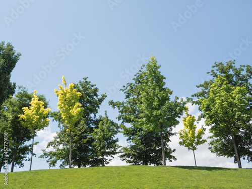 Trees on lawn. Summer landscape. Warm sunny day with clear blue sky.