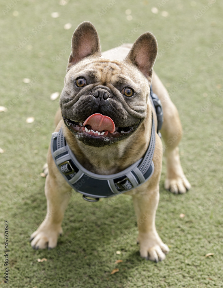 15-Month-Old Blue Fawn Male Frenchie. Off-leash dog park in Northern California.