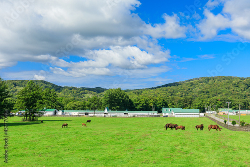 Wallpaper Mural 北海道新冠町のウマ牧場の風景 Torontodigital.ca