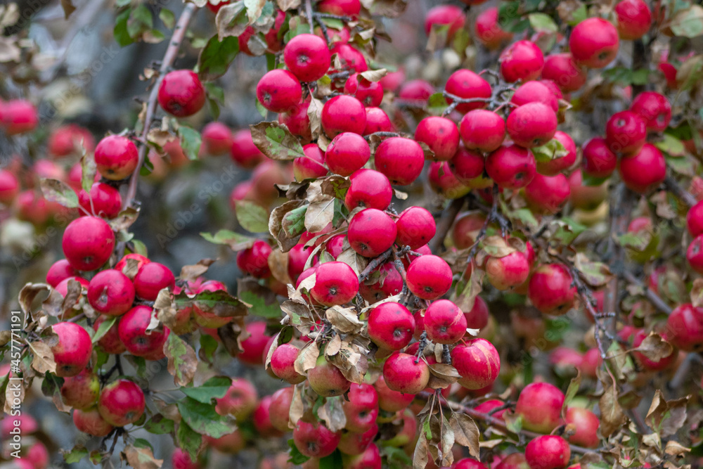 A narrow branch of a red delicious apple tree covered in red apples and green leaves. The juicy apples are bright red ripe fruit and there's an abundance of them draping lengthwise from the weight. A narrow branch of a red delicious apple tree covered in red apples and green leaves. The juicy apples are bright red ripe fruit and there's an abundance of them draping lengthwise from the weight.
