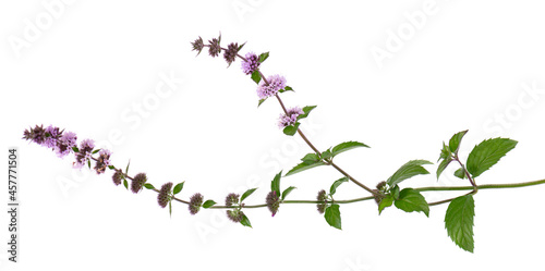 Peppermint flowers isolated on white background. Mint branch. Herbal medicine. photo