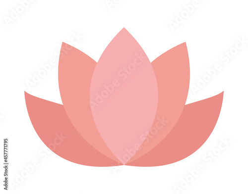 pink lotus plant