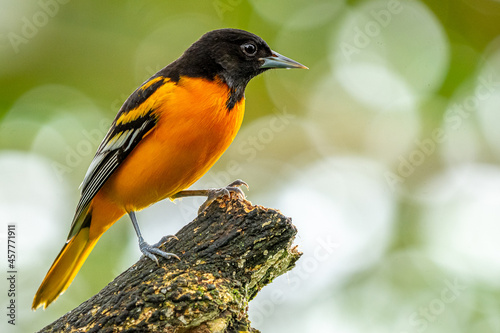 Baltimore oriole (Icterus galbula) from Costa Rica