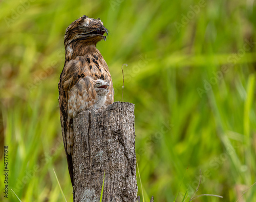 Great Common potoo (Nyctibius griseus) with her chicken