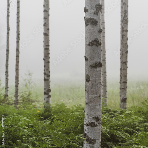 Milimalist Nordic Birch Forest photo