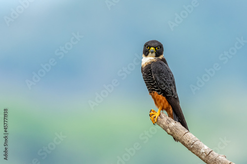 Photo Bat falcon (Falco rufigularis), Costa Rica