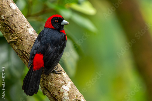 Crimson-collared tanager (Ramphocelus sanguinolentus), Costa Rica