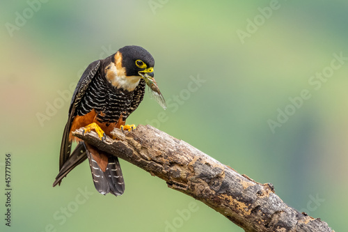 Bat falcon (Falco rufigularis), Costa Rica photo