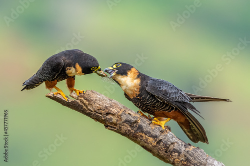 Bat falcon (Falco rufigularis), Costa Rica