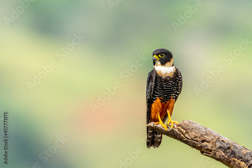 Bat falcon (Falco rufigularis), Costa Rica