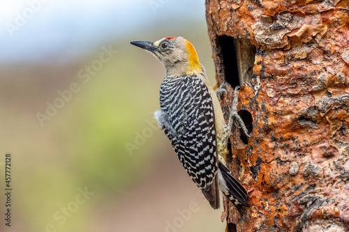 Hoffmann's woodpecker (Melanerpes hoffmannii), Costa Rica photo