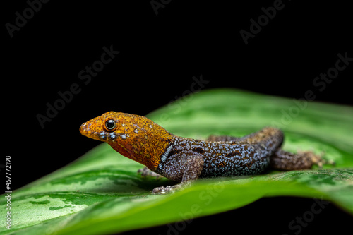 Yellow-headed gecko (Gonatodes albogularis) from Costa Rica