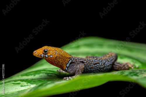 Yellow-headed gecko (Gonatodes albogularis) from Costa Rica photo