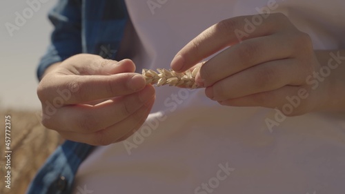 farmer holding wheat grain close up, farm field of rural land, harvesting, seasonal work, agriculture, ear seed plantation for bread production, agricultural business on fertilized land