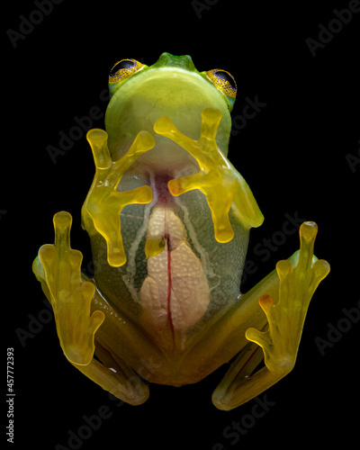 Bare-hearted glass frog (Hyalinobatrachium colymbiphyllum), Costa Rica 