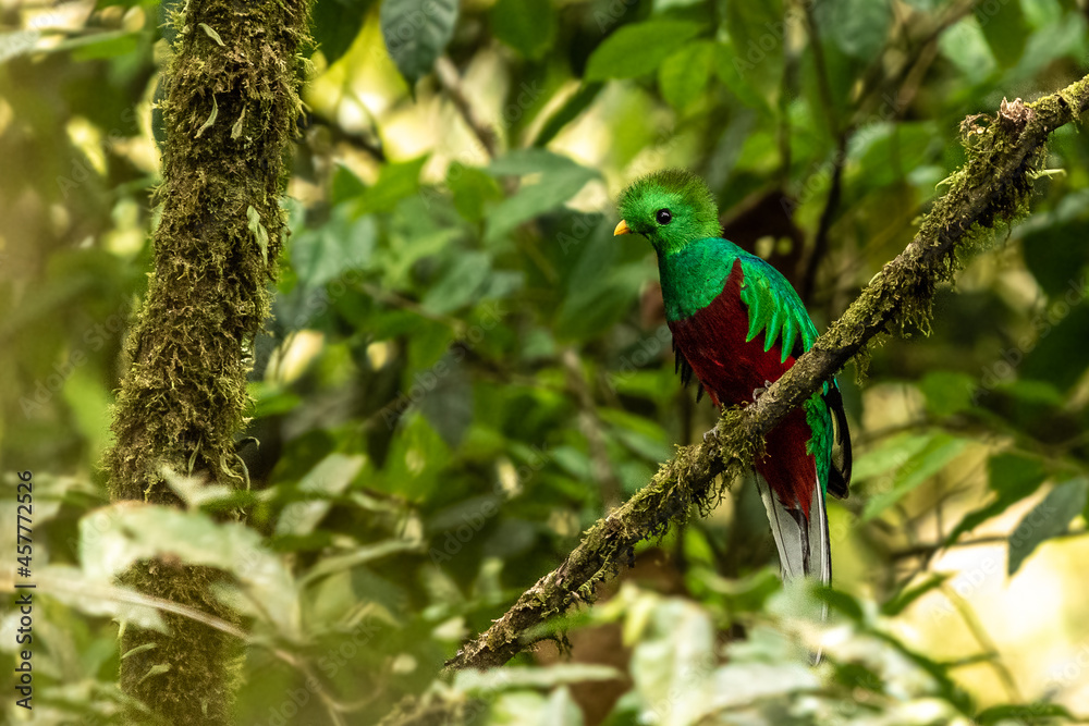 Resplendent Quetzal (Pharomachrus mocinno) from Costa Rica