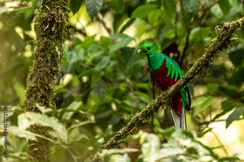 Resplendent Quetzal (Pharomachrus mocinno) from Costa Rica