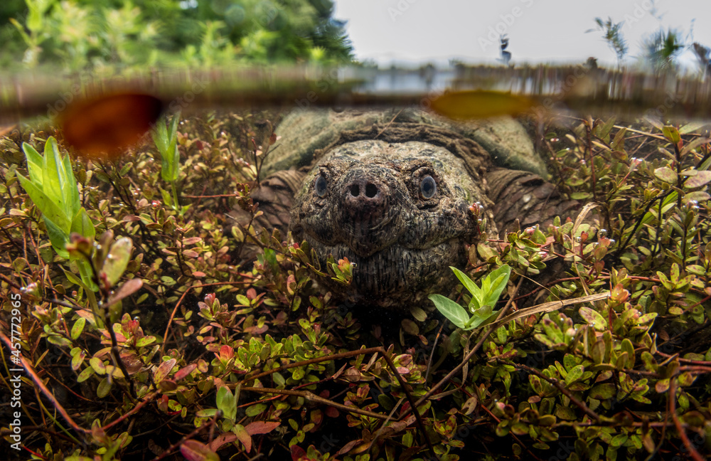 Snapping turtle in a Massachusetts cranberry bog