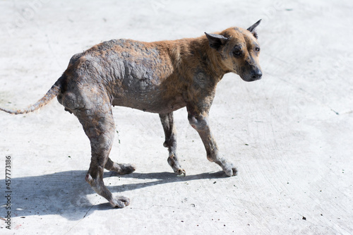 Fotografia Stray dog on the street