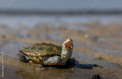 фотографія Diamondback Terrapin saying HELLO!
-Cape Cod National Seashore, MA