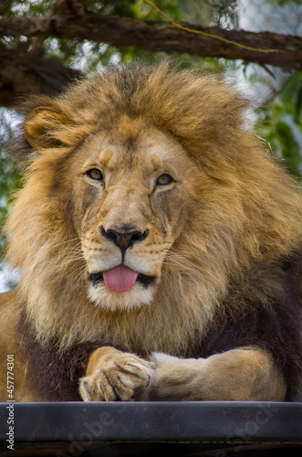 Lion tongue out