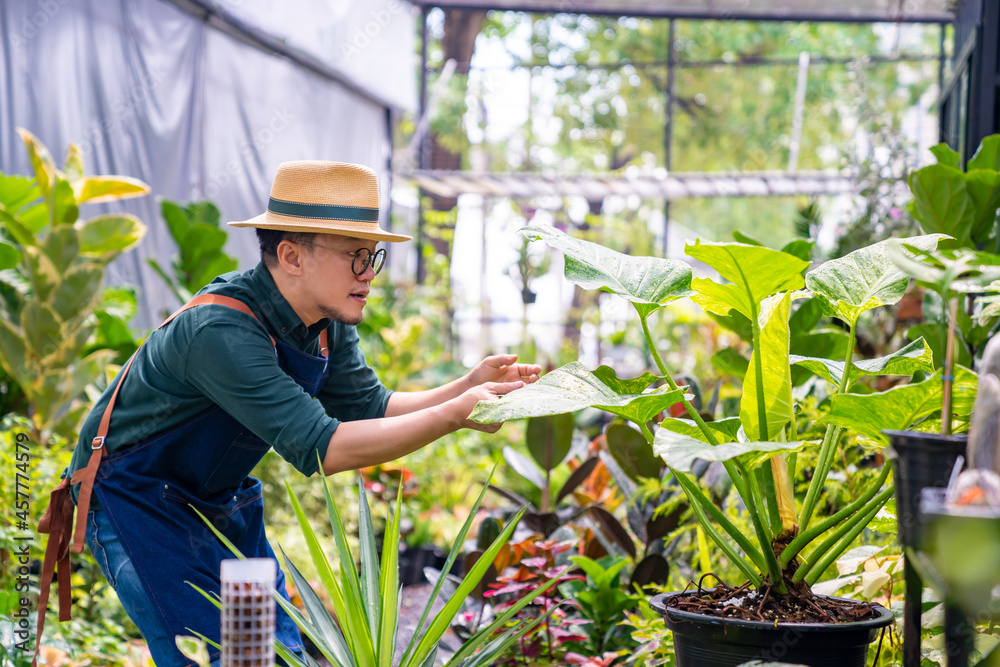 Asian man gardener caring houseplant and flowers in greenhouse garden. Male plant shop owner working and spraying water potted plants in store. Small business entrepreneur and plant caring concept