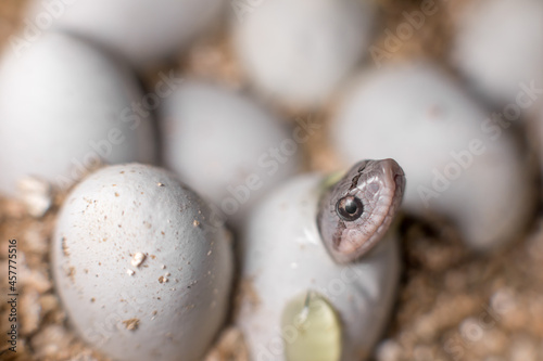 Eastern hognose snake hatching  photo