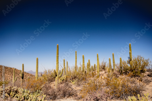 Afternoon Light Over Sonoran desert