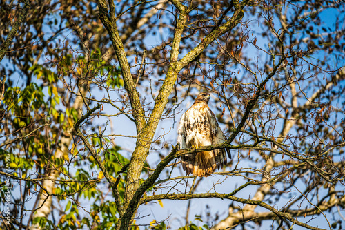 Red tailed hawk perched on branch in tree looking for prey 