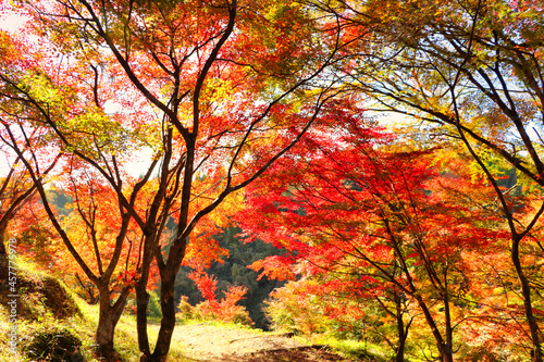 Japanese autumn leaves attraction maple