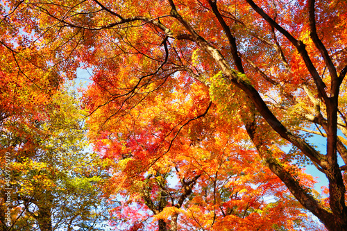 Japanese autumn leaves attraction maple photo