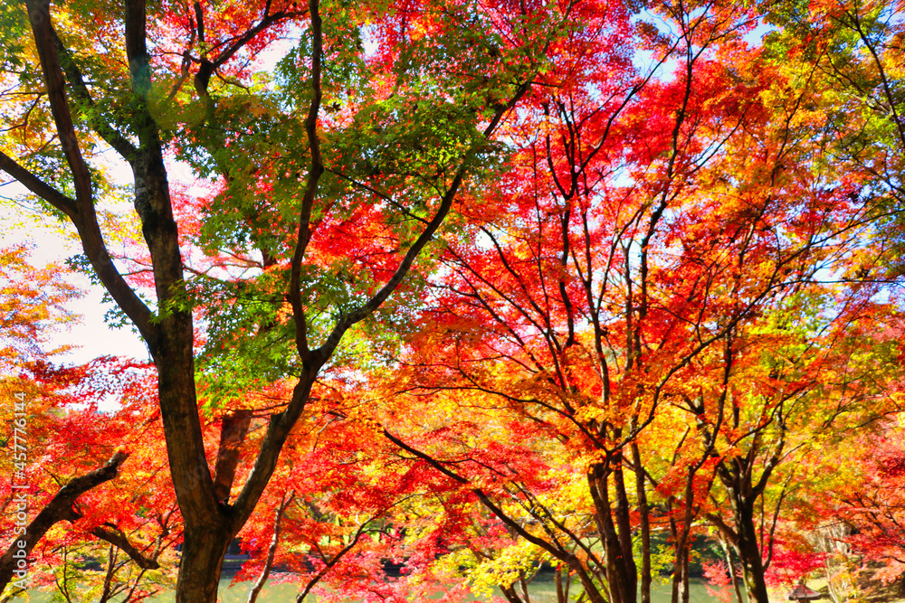 Japanese autumn leaves attraction maple Japanese autumn leaves attraction maple