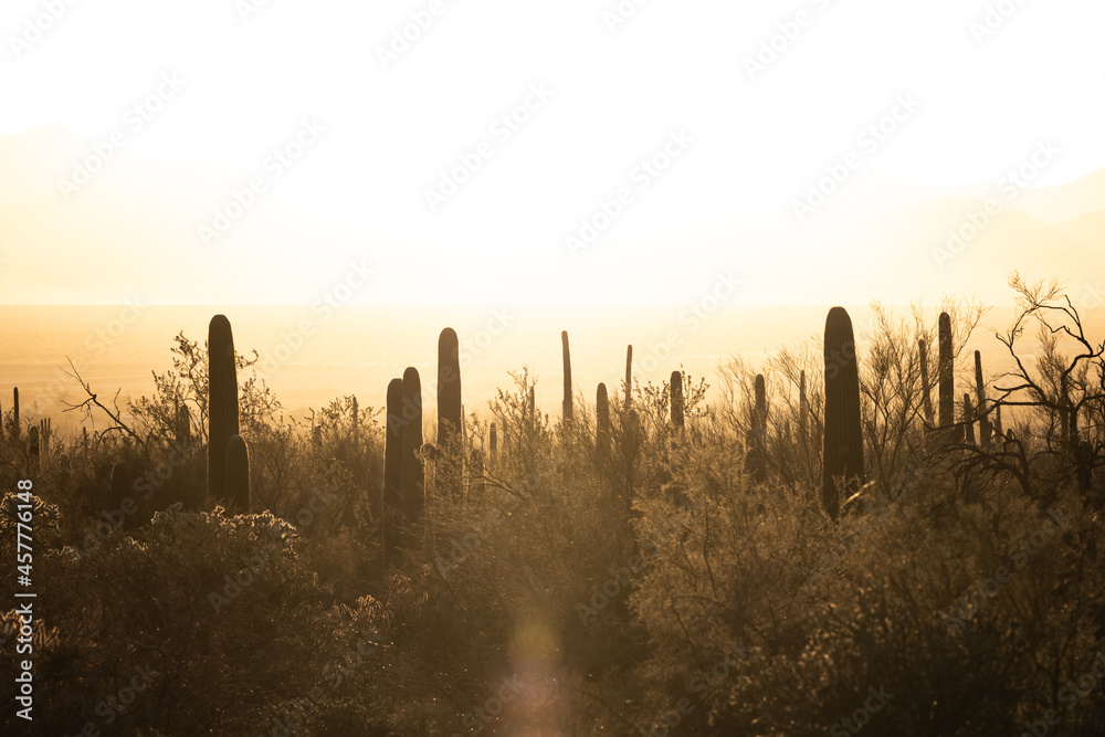 Bright Sun Lights The Horizon Over Saguaro