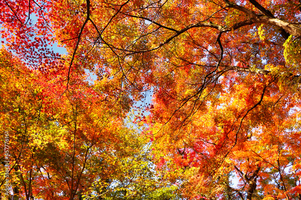 Japanese autumn leaves attraction maple