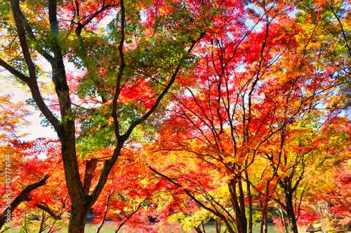 Japanese autumn leaves attraction maple photo