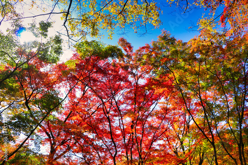 Japanese autumn leaves attraction maple photo