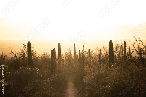 Bright Sun Lights The Horizon Over Saguaro