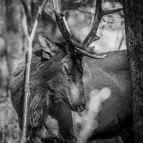 Bull Elk Closes Eyes and Looks Peacefull In Forest photo