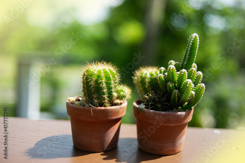 A pot of a small cactus which is an ornamental plant.light fair.