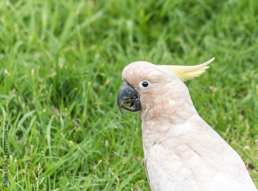 Close up of a sulphur crested cockatoo, in Adelaide, Australia Close up of a sulphur crested cockatoo, in Adelaide, Australia