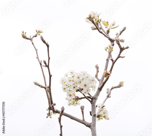 High key photo of white blossoms, blooming at the start of spring