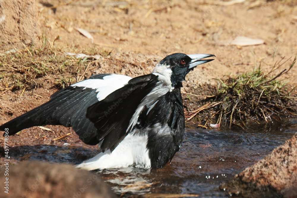 Fototapeta premium Australian Magpie bathing in a pond in the wild with wings up getting wet all over