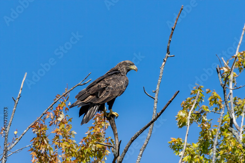 Young bald eagle, native American animal and American symbol  © Denny